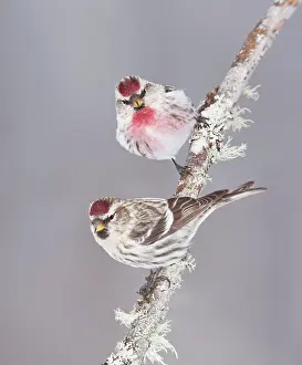Redpolls: Common Redpoll