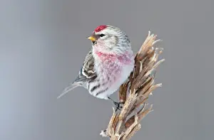 Redpolls: Common Redpoll