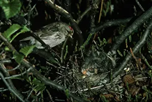 Redpolls: Common Redpoll