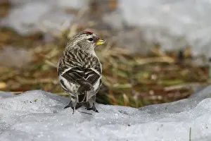 Poll: Common Redpoll