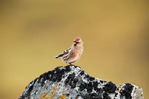 Godhavn: Common Redpoll