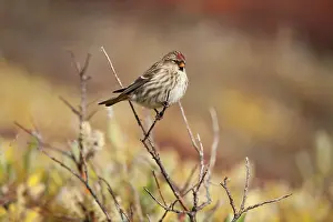 Godhavn: Common Redpoll