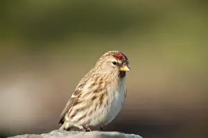 Jakobshavn: Common Redpoll