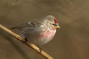 Redpoll: Common Redpoll