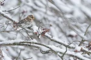 Scotia: Common Redpoll