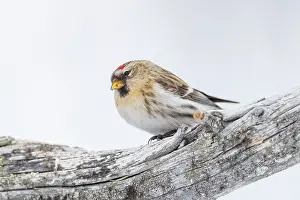 Fylke: Common redpoll (Acanthis flammea), in the snow