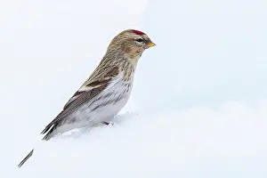Fylke: Common redpoll (Acanthis flammea), in the snow