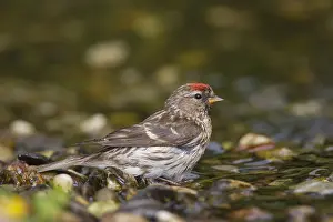 060418: Common Redpoll - bathing female - Germany