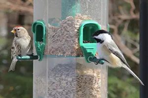 Poecile: Common Redpoll and Black-Capped Chickadee