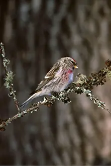 Redpolls: Common REDPOLL - ON BRANCH