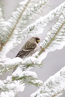 Balsam: Common Redpoll (Carduelis flammea)