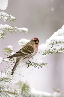 Balsam: Common Redpoll (Carduelis flammea)