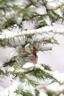 Balsam: Common Redpoll (Carduelis flammea)