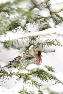 Balsam: Common Redpoll (Carduelis flammea)