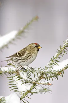 Balsam: Common Redpoll (Carduelis flammea)