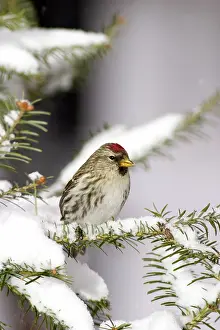Balsam: Common Redpoll (Carduelis flammea)