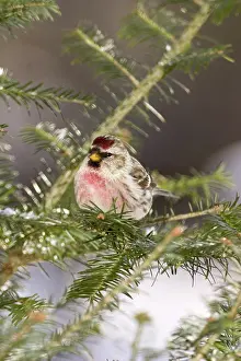 Balsam: Common Redpoll (Carduelis flammea)
