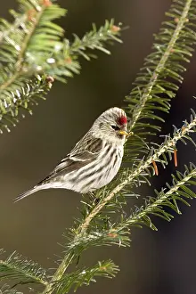Balsam: Common Redpoll (Carduelis flammea)