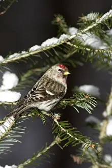 Balsam: Common Redpoll (Carduelis flammea)