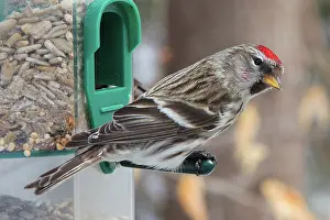 Redpoll: Common Redpoll (Carduelis flammea)
