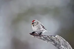 Splendid: Common redpoll (Carduelis flammea ), female, splendid