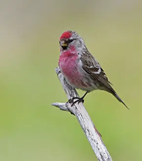 Cardueline: Common Redpoll (Carduelis flammea) adult male, perched