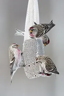 Redpolls: Common Redpoll - at feeder