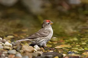 Redpolls: Common Redpoll female bathing