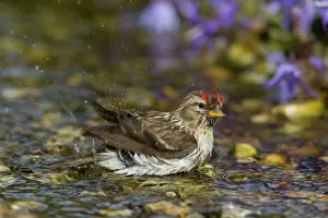 Redpolls: Common Redpoll female bathing