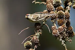 Redpoll: Common Redpoll - female feeding on Larch tree cone seeds