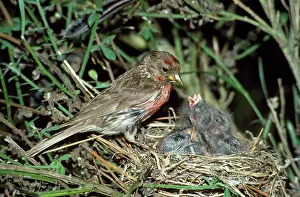 Redpolls: Common REDPOLL - female, at nest with chicks