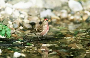 Redpolls: Common REDPOLL - on ground