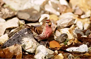 Redpolls: Common REDPOLL - on ground