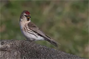 090818: Common Redpoll - Introduced to New Zealand - On