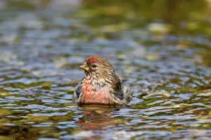 Redpolls: Common Redpoll male bathing