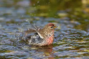 Redpolls: Common Redpoll male bathing