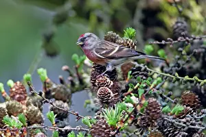 Redpoll: Common Redpoll - male feeding on Larch tree cone seeds
