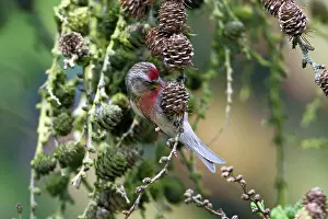 Redpoll: Common Redpoll - male feeding on Larch tree cone seeds