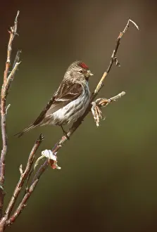 Redpolls: Common REDPOLL - male, perched
