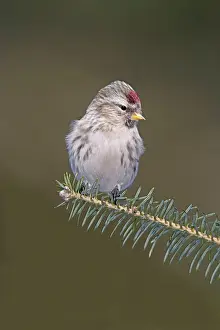 Redpolls: Common Redpoll in winter