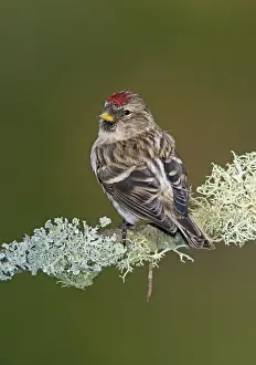 Redpolls: Common Redpoll in winter