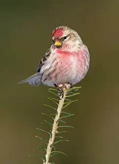 Redpolls: Common Redpoll in winter