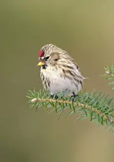 Redpolls: Common Redpoll in winter