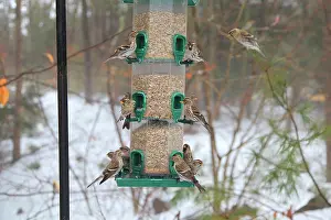 Redpolls: Common Redpolls at feeder