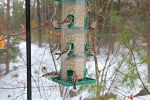 Redpolls: Common Redpolls at feeder