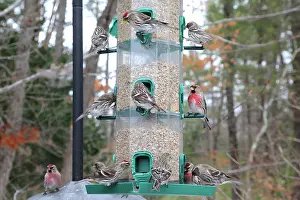 Redpolls: Common Redpolls at feeder