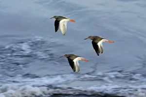 Redshanks: Common Redshank - 3 birds flying over North Sea, autumn