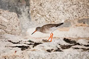 Redshanks: Common Redshank