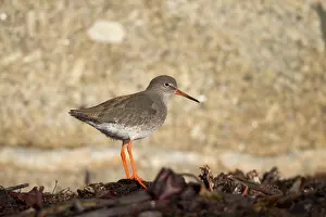 Redshanks: Common Redshank