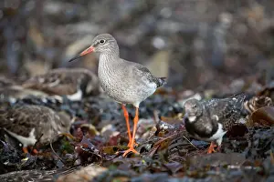 Redshanks: Common Redshank